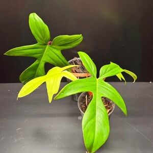 Philodendron Florida Green
